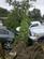 Storm damaged tree... AND autos
