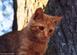 Cat stranded in tree successfully rescued